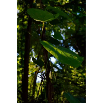 Natural Mahogany Plants